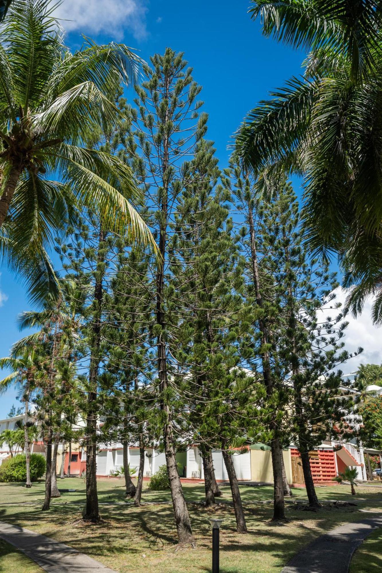 Residence Anse Des Rochers Saint-Francois  Buitenkant foto